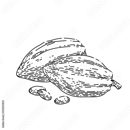 chocolate cocoa hand drawn vector. cacao chocolate, plant tree, fruit pod, seed leaf chocolate cocoa sketch. isolated black illustration