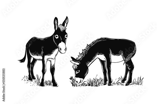 Grazing donkeys. Hand drawn realistic vector illustration. Engraving style.