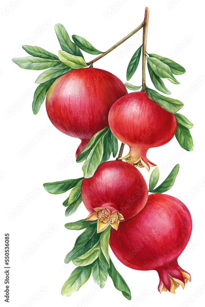 Branch with pomegranate, botanical watercolor illustration. Hand drawing fruits. Vintage pomegranates art Branch with pomegranate, botanical watercolor illustration. Hand drawing fruits. Vintage pomegranates art