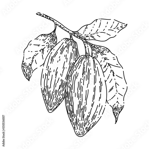 cocoa bean hand drawn vector. plant tree, sweet dessert, organic candy, fruit seed cocoa bean sketch. isolated black illustration