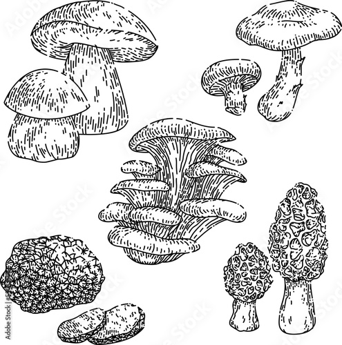 mushroom retro set hand drawn vector. groovy magic forest food, hippie fungus, autumn mushroom retro sketch. isolated black illustration