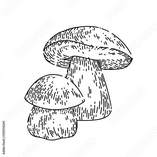 porcini mushroom hand drawn vector. white forest food, vintage vegetable porcini mushroom sketch. isolated black illustration