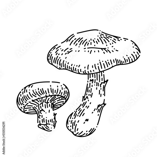 shiitake mushroom hand drawn vector. shitake fungus, autumn cooking food shiitake mushroom sketch. isolated black illustration