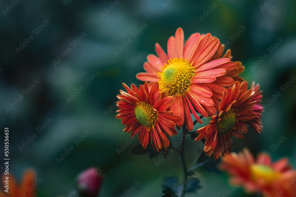 Red-orange chrysanthemums on a dark blurry background. Red-orange chrysanthemum flowers. Blooming red-orange chrysanthemums in the autumn garden. Soft focus. Red-orange chrysanthemums on a dark blurry background. Red-orange chrysanthemum flowers. Blooming red-orange chrysanthemums in the autumn garden. Soft focus.
