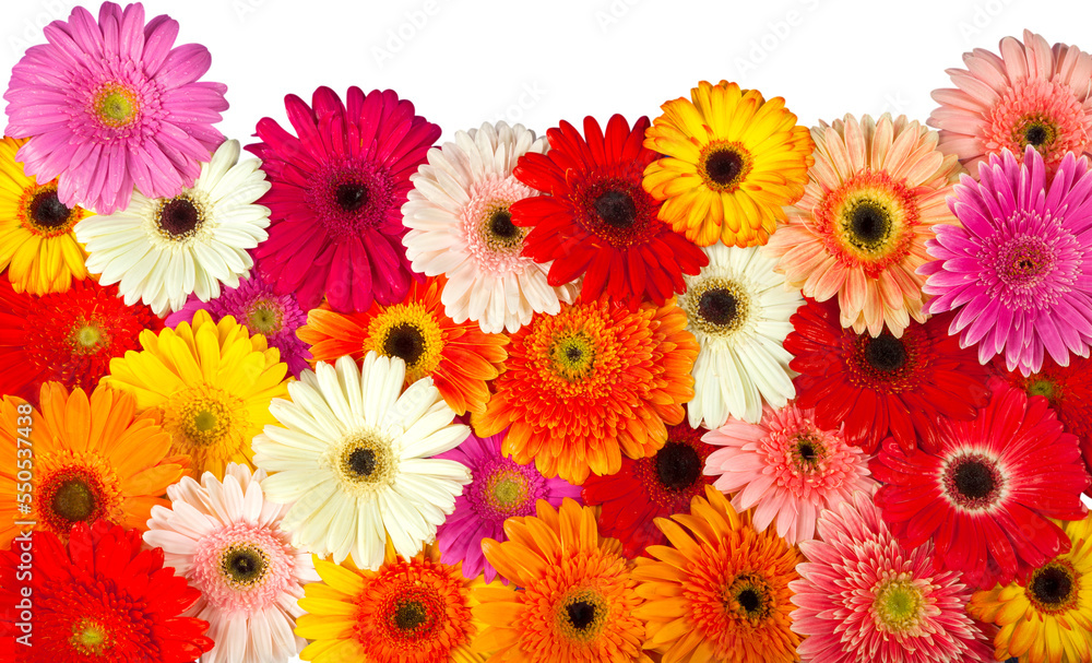 Closeup of Gerbera Daisies Closeup of Gerbera Daisies