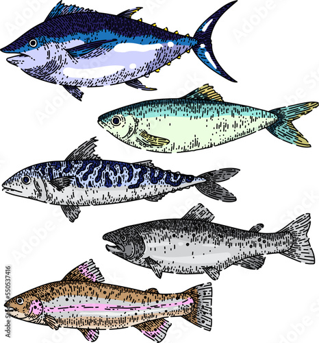 fish food set hand drawn vector. market salmon, tuna, trout, mackerel, herring, ocean sea, deep marine fish food sketch. isolated color illustration
