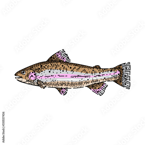 trout fish hand drawn vector. freash sea food, rainbow river water, fried trout fish sketch. isolated color illustration