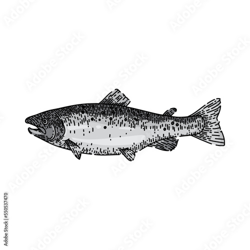 salmon fish hand drawn vector. freash raw, sea food, trout seafood, meat whole fillet steak, wild atlantic salmon fish sketch. isolated color illustration