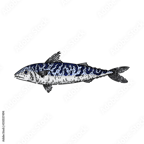 mackerel fish hand drawn vector. raw food, fresh meat, atlantic cuisine, head seafood mackerel fish sketch. isolated color illustration