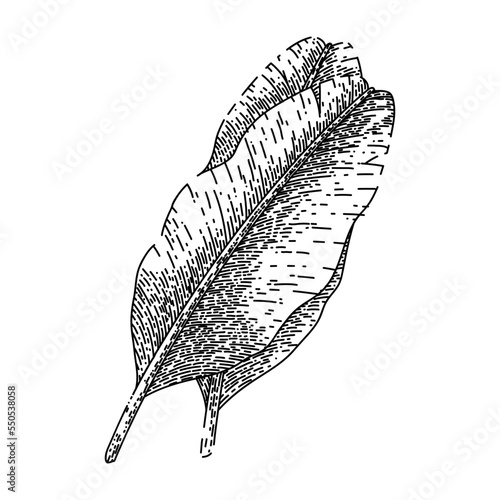 leaf banana hand drawn vector. green palm tree, tropical plant, fresh summer leaf banana sketch. isolated black illustration photo