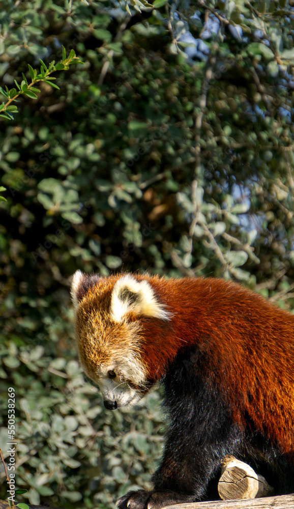 Fototapeta premium Red panda standing on a wooden platform and looking down
