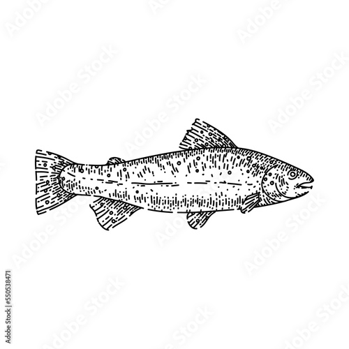 trout fish hand drawn vector. freash sea food, rainbow river water, fried trout fish sketch. isolated black illustration