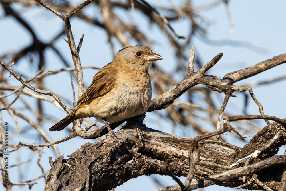 Crested Bellbird in South Australia Crested Bellbird in South Australia