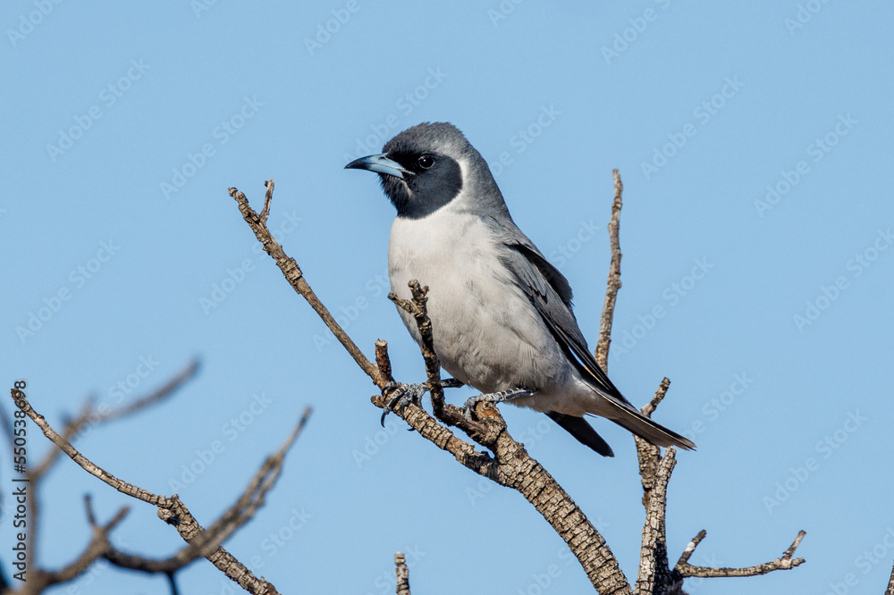 Masked Woodswallow in South Australia Masked Woodswallow in South Australia