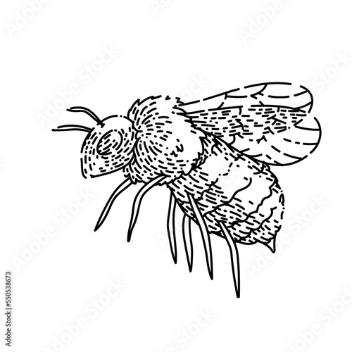 bee honey hand drawn vector. pollen nature flower, insect yellow fly, field spring bee honey sketch. isolated black illustration