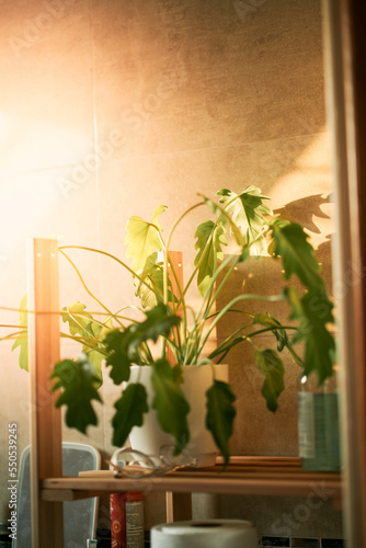 Fototapeta Naklejka Na Ścianę i Meble -  Philodendron Xanadu. Home decor with fresh and green rare plants. Potted exotic jungle plant potted. Urban jungle indoors.