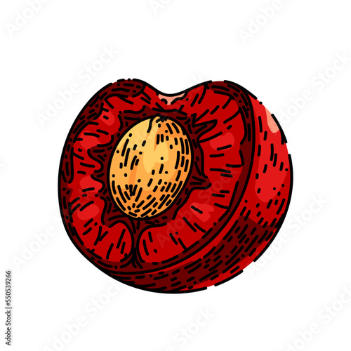 cherry pit hand drawn vector. half fruit, slice seed, red food cherry pit sketch. isolated color illustration