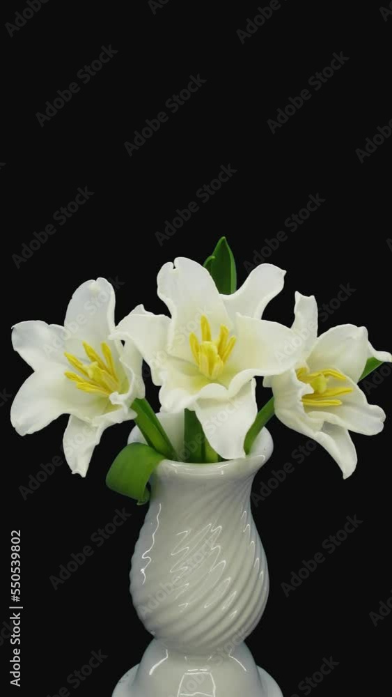 Time lapse of growing and opening beautiful white tulip bouquet in a vase with ALPHA transparency channel isolated on black background, vertical orientation Time lapse of growing and opening beautiful white tulip bouquet in a vase with ALPHA transparency channel isolated on black background, vertical orientation