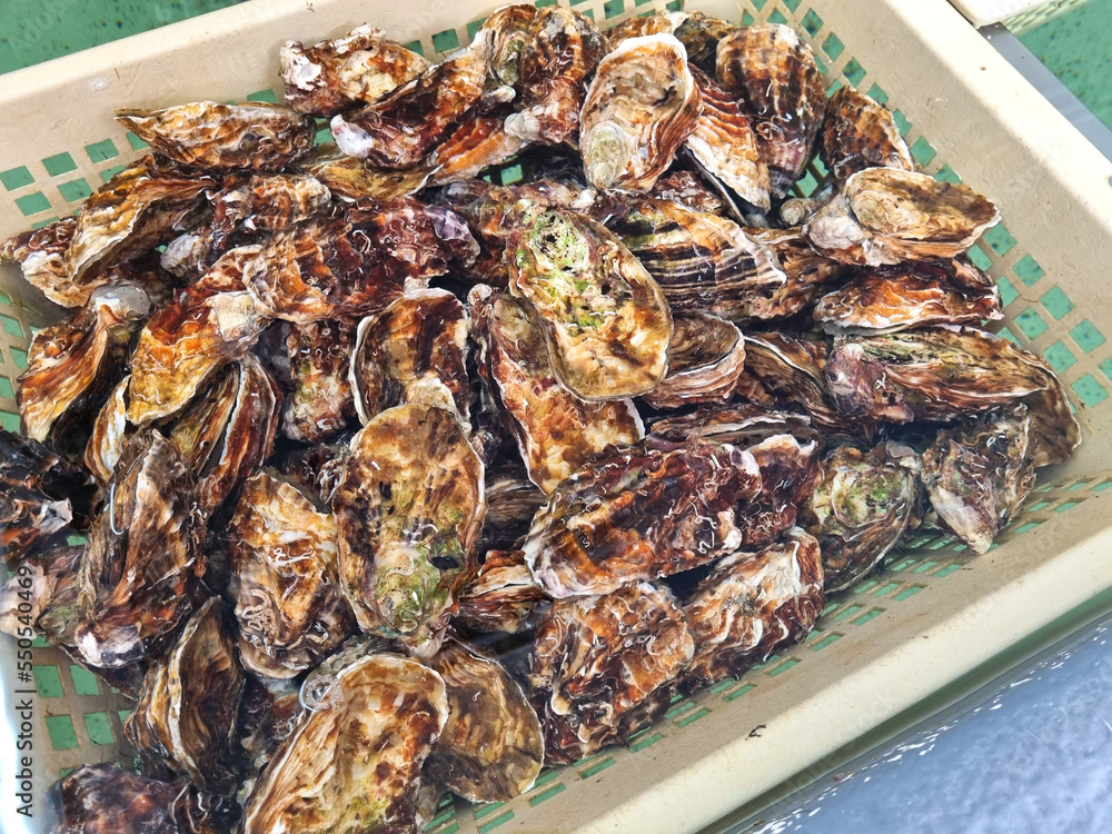 White plastic box with recently caught fresh raw oysters.