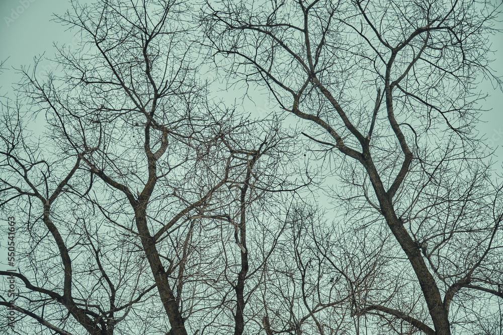 Stark bare tree branches silhouetted against a winter sky Stark bare tree branches silhouetted against a winter sky
