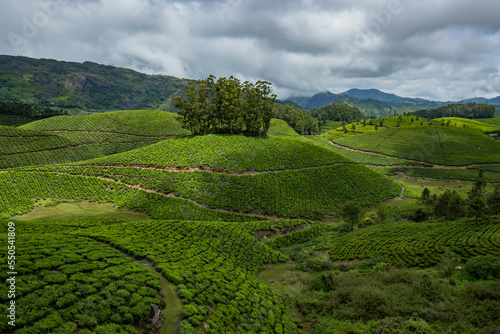 green tea plantation Munnar,Kerala