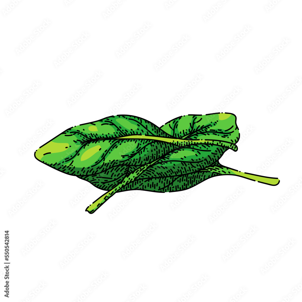 Obraz premium spinach leaf green hand drawn vector. salad fresh, food plant, vegetable leaves, organic bunch, lettuce pile, raw , meal spinach leaf green sketch. isolated color illustration