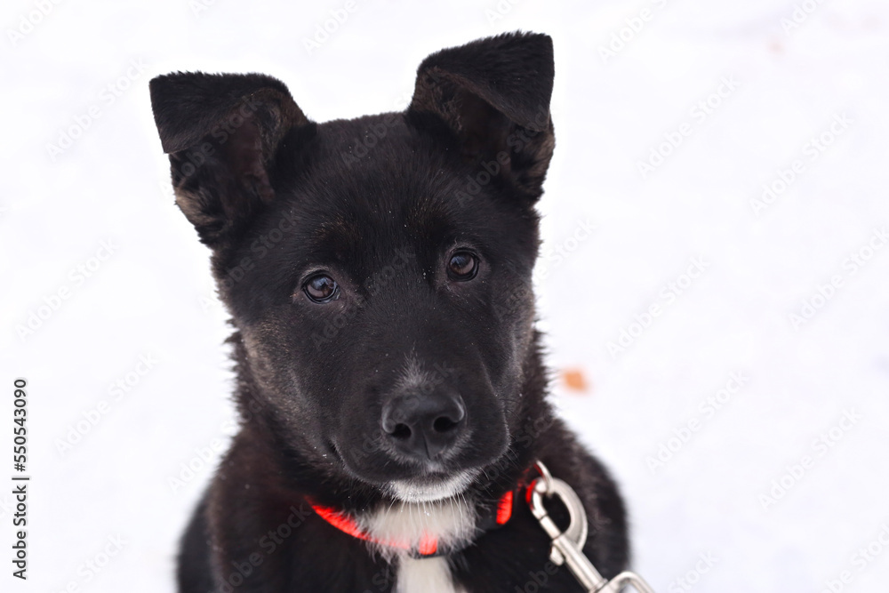 black puppy dog close up portrait isolated on white black puppy dog close up portrait isolated on white