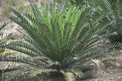 Ornamental plant Encephalartos is a genus of cycad native to Africa. Several species of Encephalartos are commonly referred to as bread trees, bread palms or kaffir bread photo