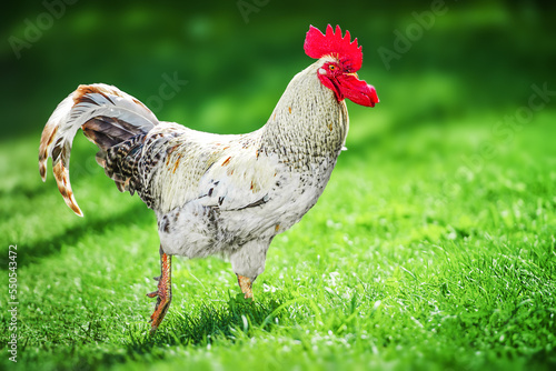 Foto Fighting cock on white background