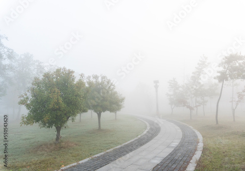 A grove in the winter fog