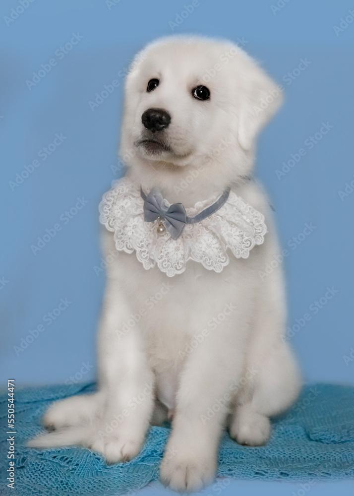 An Italian shepherd puppy in a lace collar on a blue background