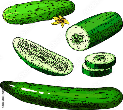 cucumber green set hand drawn vector. fresh slice, salad vegetable, cut plant, food chopped, harvest growing, single, die, healthy cucumber green sketch. isolated color illustration