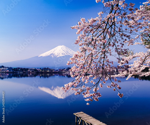 富士山と桜 © 文明 金本