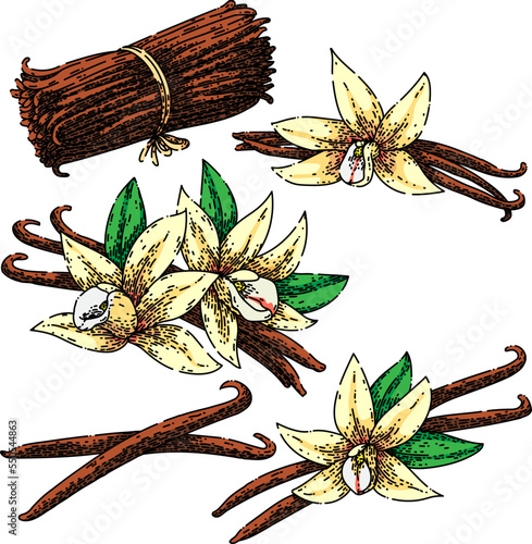 vanilla flower set hand drawn vector. pod food, flavor spice, bean orchid, ingredient white, stick aromatic, aroma natural, blossom nature vanilla flower sketch. isolated color illustration