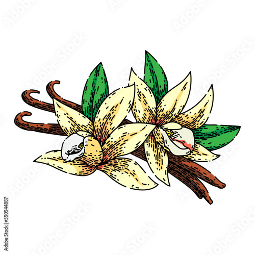 vanilla spice hand drawn vector. pod bean, flower white, orchid ingredient, stick food, flavor aromatic, aroma natural vanilla spice sketch. isolated color illustration