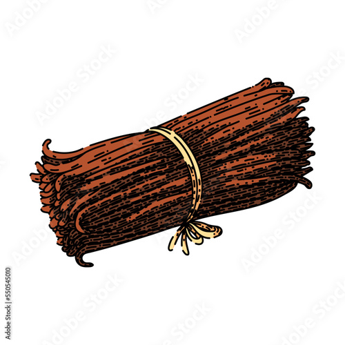 vanilla stick hand drawn vector. flavor ingredient, food white, spice aromatic, aroma pod, bean natural, nature orchid, brown blossom vanilla stick sketch. isolated color illustration