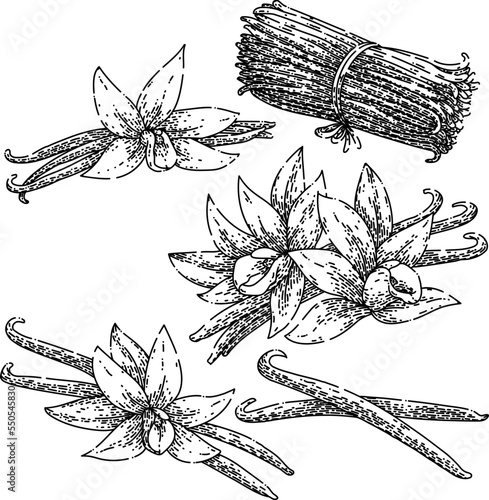 vanilla flower set hand drawn vector. pod food, flavor spice, bean orchid, ingredient white, stick aromatic, aroma natural, blossom nature vanilla flower sketch. isolated color illustration