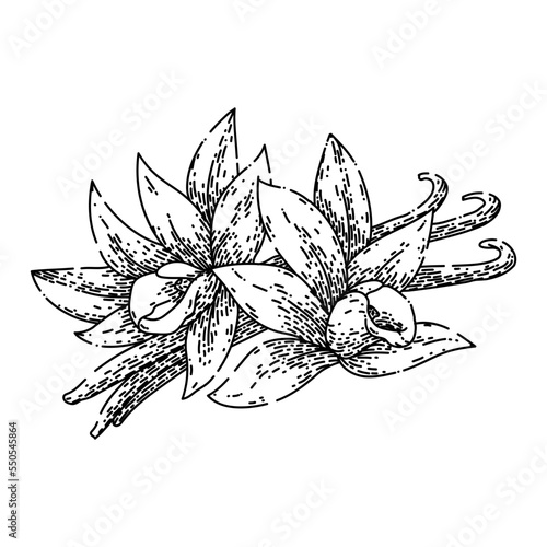 vanilla spice hand drawn vector. pod bean, flower white, orchid ingredient, stick food, flavor aromatic, aroma natural vanilla spice sketch. isolated color illustration
