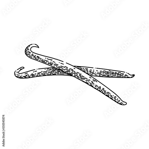 vanilla stick hand drawn vector. flavor ingredient, food white, spice aromatic, aroma pod, bean natural, nature orchid, brown blossom vanilla stick sketch. isolated color illustration