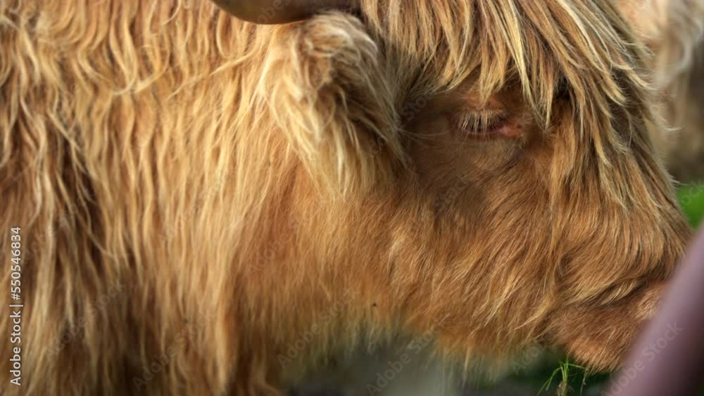 A beautiful shot of a brown highland cow in close-up in a background of blue sky. Sheep's eyes, ears and fur are clearly depicted. Fury highland cow A beautiful shot of a brown highland cow in close-up in a background of blue sky. Sheep's eyes, ears and fur are clearly depicted. Fury highland cow
