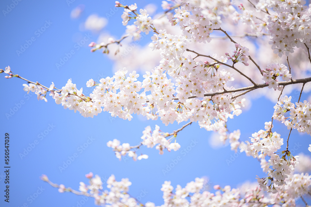 使いやすい桜 ソメイヨシノのイメージ