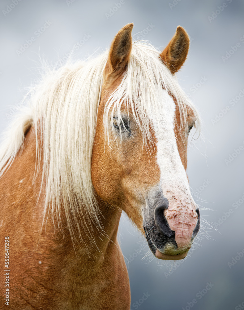 Obraz premium cheval