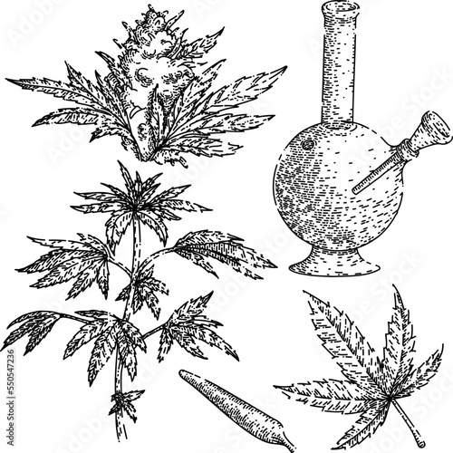 cannabis marijuana set hand drawn vector. plant hemp, weed nedical, farm leaf grow, cbd green oil cannabis marijuana sketch. isolated black illustration