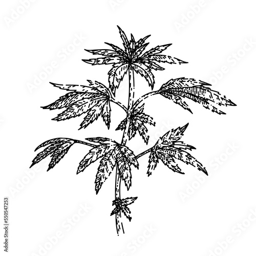 cannabis plant hand drawn vector. marijuana hemp weed, medical farm, medicine agriculture cannabis plant sketch. isolated black illustration