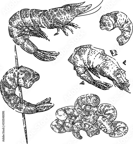 shrimp fish seafood set hand drawn vector. pawn, fresh red, cooked food, shelfish pink shrimp fish seafood shrimp fish seafood sketch. isolated black illustration