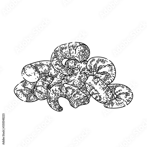 shrimp peeled hand drawn vector. prawn raw, cooked meat, fresh pink king tiger fish shrimp peeled sketch. isolated black illustration