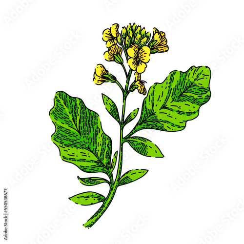 mustard plant hand drawn vector. flower yellow, nature field, seed blossom, rapeseed leaf, spring green, crop mustard plant sketch. isolated color illustration