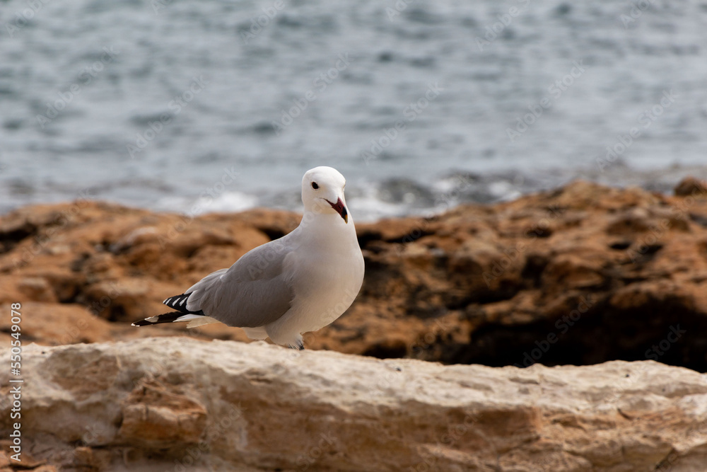 A close-up of an Audouin's gull staring at the camera, next to the sea. A close-up of an Audouin's gull staring at the camera, next to the sea.