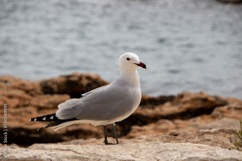 An Audouin's gull standing on a rock next to the ocean. An Audouin's gull standing on a rock next to the ocean.