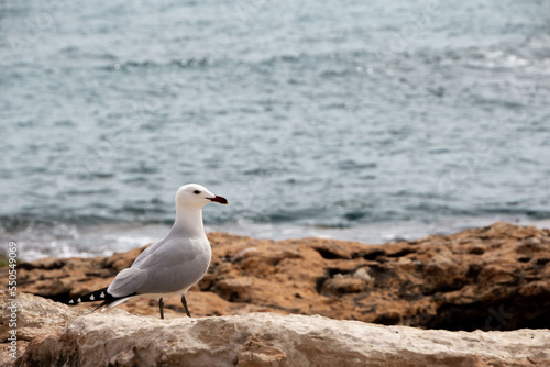 A gull standing on a rock next to the ocean.